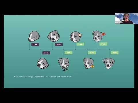 the Evolution of Social Behavior in Dogs