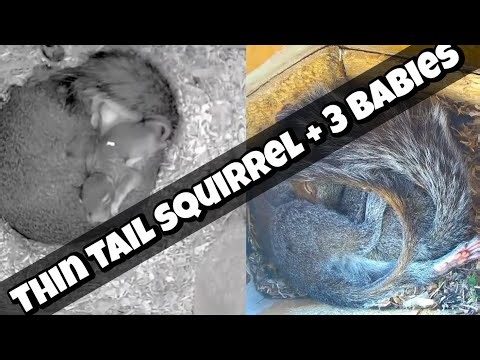 🔴24/7 Nest 5: 3 babies born Feb 16, 2026, Nest 2: 4 youngsters born in 2025 SqNest.Live-1of6: 🇺🇸🎗🇺🇦