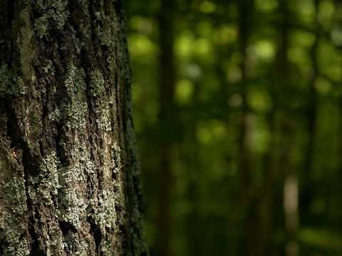 Holly Miranda - "Forest Green, Oh Forest Green"