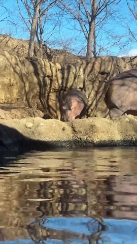 Hippos stretch their jaws to a massive 150 degrees