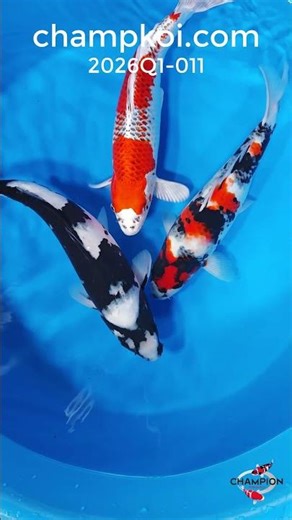 Ozumi Ikarashi Kujaku, Showa, Shiro Utsuri | For Sale ChampKoi