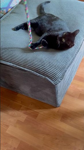 Funny Cats Doing the Cutest Things Ever! 🐾 Must-See Cat Video #catvideos #cats #catshorts #pets