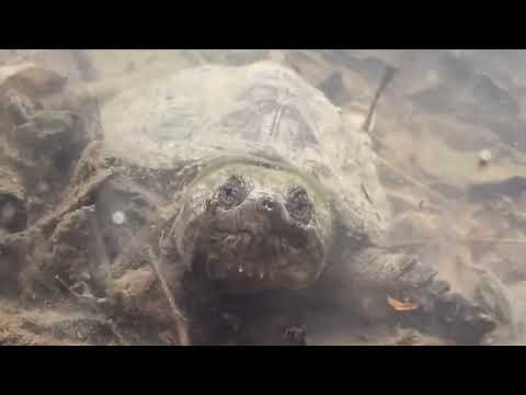 The Hidden Life of Vernal Pools