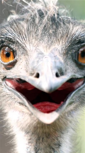 Rahal Soufan on Instagram: "Emus, our outback soldiers 🙏🙏🙏"
