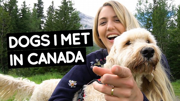 Epic Canadian road trip: Meeting adorable dogs (and a cat!) from Vancouver to Calgary