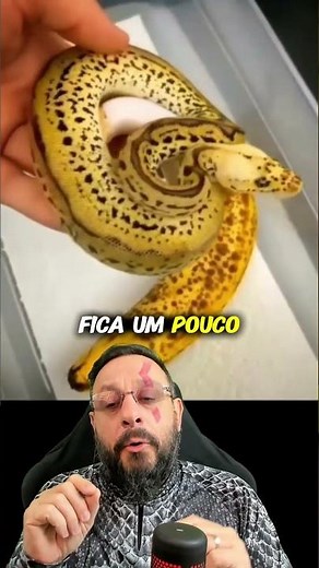 Banana Standard Ball Python #pythonregius #ballpython #snake #serpent #petsnake