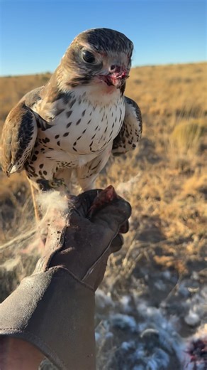 Chad Reynolds on Instagram: "No chases here just some good girl Prairie Falcon manners. Lucy is a lady on the kill but a freak in the sky 😉. Watching a falcon eat has always been oddly relaxing / satisfying for me. #falconry #sighthounds #greyhound #jackrabbit #prairiefalcon"