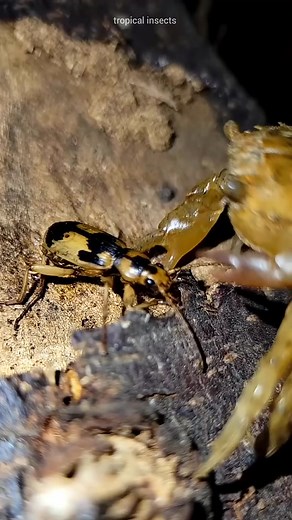 124K views · 1.1K reactions | The beetle uses its stench to repel crabs. #bomba #reel | Ttropical insects | Facebook