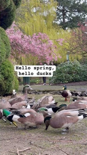 Duck days of spring