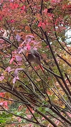 Female Northern Cardinal #birds #naturephotography #nature #wildlife #naturelovers | Kelly Lynn Mitchell