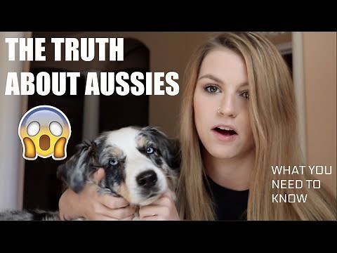 10 THING TO KNOW BEFORE GETTING AN AUSTRALIAN SHEPHERD