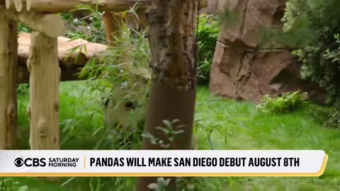 20K views · 204 reactions | PANDA-MONIUM: The new giant pandas at the San Diego Zoo will make their public debut on August 8. For the past few weeks, they've been settling into the zoo's new and much larger panda habitat that's inspired by the landscape in China. | CBS Mornings | Facebook