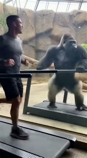 Gorilla Tries to Run Like a Human… FAIL 😂🦍