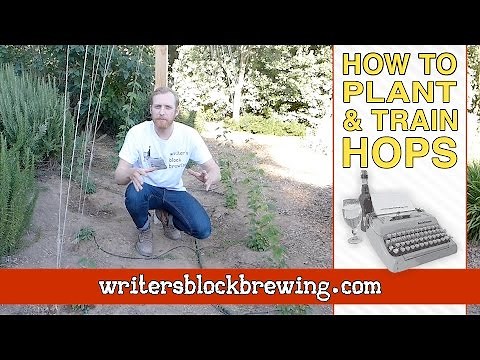 How To: Plant & Train Hops - Tutorial