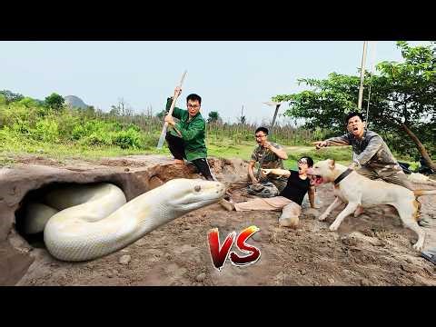 Brave Experts Use Pitbull to Catch Giant White Python