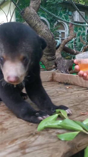 Baby Bear Cub's First Time Trying Honey