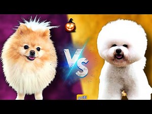 Compare two of the most lovable dogs in the world😍|Pomeranian VS Bichon Frise