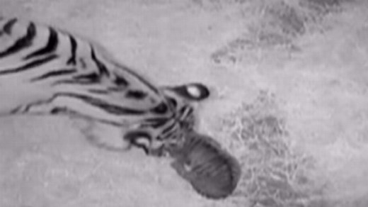 Feed Frenzy: Too Cute! Tiger Cubs Make Their Debut