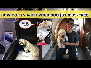 Tips For Flying With A Dog (STRESS FREE!)