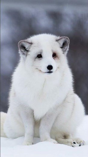 arctic fox sound