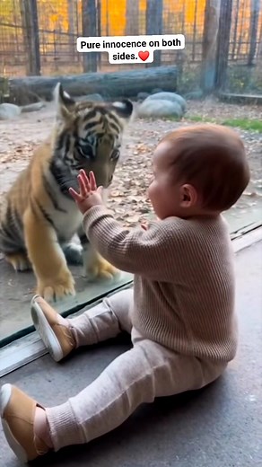 9.8K views · 186 reactions | A baby meeting a baby tiger for the first time… nature’s purest moment 李 Some connections don’t need words. #TigerCub #BabyAndAnimals #WholesomeReels #CutestMoment #AnimalMagic #ViralReels #BabyLove #ZooMoments #TigerLovers #ReelsUSA | The Daily Derp | Facebook