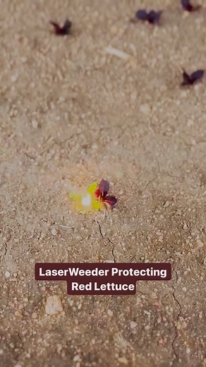 11K views · 123 reactions | Precision is key  when it comes to #weeding. Watch Carbon Robotic’s #LaserWeeder defending the red #lettuce with sub-millimeter accuracy!  #AI #computervision #laser #weedcontrol #farmingtechnology | Carbon Robotics LaserWeeder | Facebook