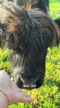 Our baby mini Highland cow is growing up—and her new coat is stunning!