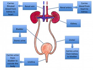The Excretory System