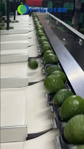 Grading equipment for fruits,machine sorting fruit,avocado processing machine,avocado sorter packer
