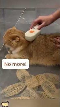 A cat compilations #285