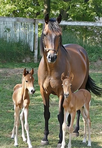 The Twins know when it's dinner time!