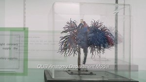 3.8K views · 57 reactions | Glass artist, Andrea Spencer, who was recently supported by the Arts Council's Artists’ Career Enhancement Scheme (ACES), has partnered with Queen's University Belfast's Anatomy Department to create a new body of work inspired by cadaver dissection. The ACES fund enables artists to take that all-important vital step in their artistic careers by developing a new piece of work. | Arts Council of Northern Ireland | Facebook