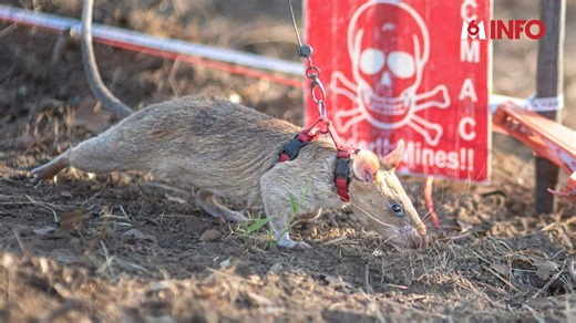 220K views · 4.5K reactions |  Ronin est un rat géant de Gambie et il est le nouveau détenteur d'un record du monde : celui du déminage. Il travaille pour l'ONG APOPO qui a pour mission depuis 25 ans de déminer le Cambodge. ️ Eva Serayol | M6 Info | Facebook