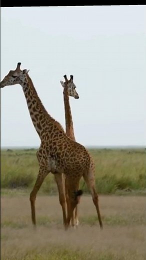 Two Giraffes Walking Gracefully | Beautiful Wildlife Nature Video | Giraffe Video | Animals Shorts