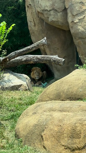 263K views · 6.4K reactions | There he is...the purrfect man Arnold! 女 | Audubon Zoo | Facebook