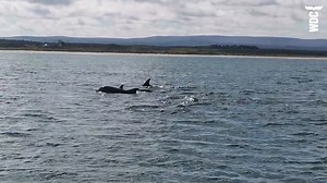 Happy #DolphinDay! 🐬 Today, we're celebrating the LARGEST Bottlenose dolphins found anywhere in the world, right here on our doorstep in the UK! There's a population of 200 or more #bottlenosedolphins living in the Moray Firth in #Scotland and each one has it's own unique personality and family history. Did you know you can adopt a dolphin with WDC? Watch the video below to hear Charlie Phillips, Adopt a Dolphin Field officer tell you about these loveable characters. You can adopt here 👉 https