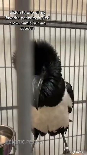 Talking Pied Crow: Bird Mimics Human Speech