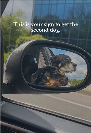 Your Sign to Welcome a Second Dog into Your Home