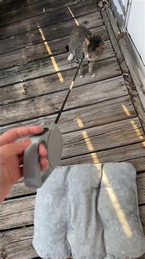 Maybe next time he’ll want to be outside 🤷🏽‍♀️