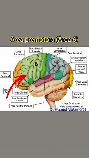 Área premotora Área 6 #viral #cerebro #areacerebral #circunvolucionesd...