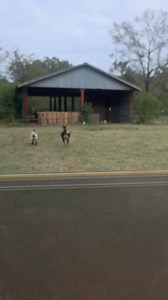 39 reactions · 6 comments | When 2 goats are ready for sweet feed .. they beat me back to the barn  | Matt Ryder | Facebook