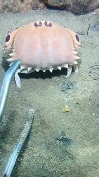 Catching Lobsters & Fish at Night 🌊 Sea Girl Deep Sea Fishing