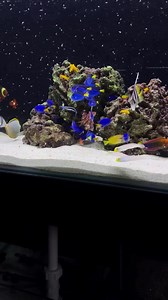 20% off STOREWIDE tomorrow and Saturday!!! Massive freshwater and saltwater fish shipments arrived today and are ready to go 🏃‍♂️ | Fish World Aquarium