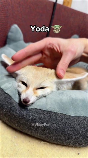 Fennec foxes can look like every animal 🦊 #fennecfox #fennec #foxes #cute