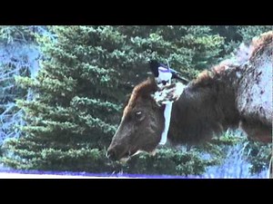 Magpie grooming elk with tick-damaged fur.