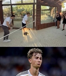 🔴 Dean Huijsen en train de tester sa force face à celle d’un tigre dans un zoo !🐅💪😂 | Rey Depaul