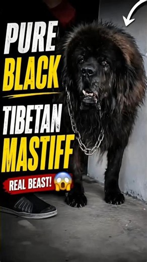 🔥 Pure Black Tibetan Mastiff 😱 Rare Giant Guardian Dog!
