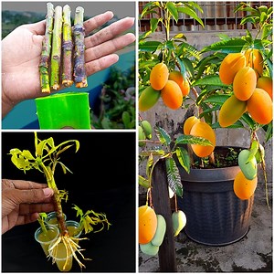 How to propagate mango tree from cuttings || Grow mango tree cutting | Rana Craft