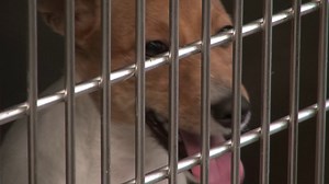 Veterinarian Explains Canine Distemper