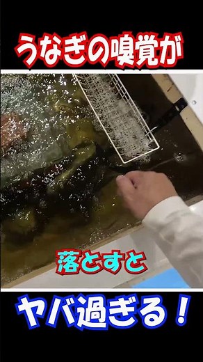 Eels have an incredible sense of smell #shorts #animals